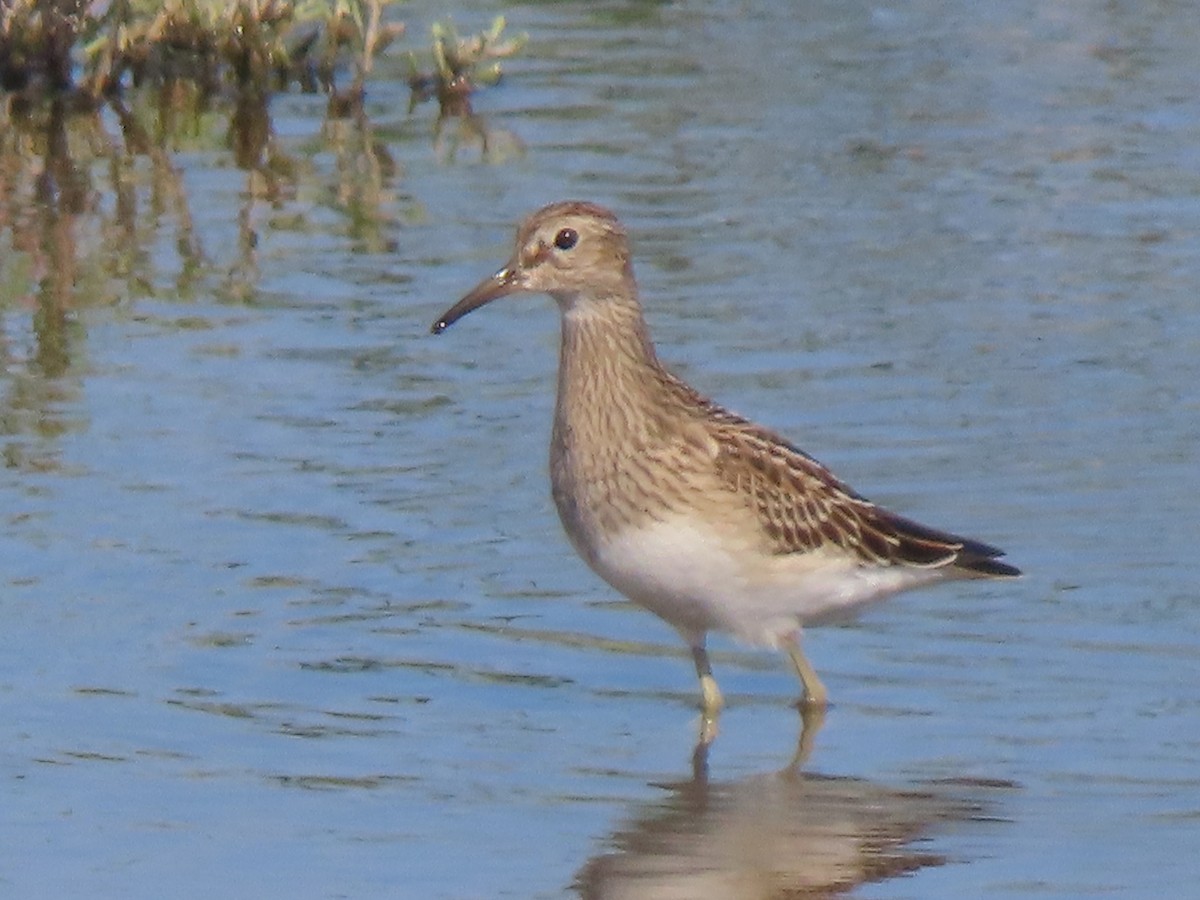 Bécasseau à poitrine cendrée - ML608074511