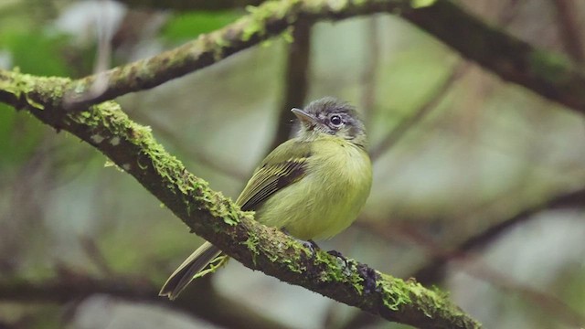 Yellow-olive Flatbill - ML608075191