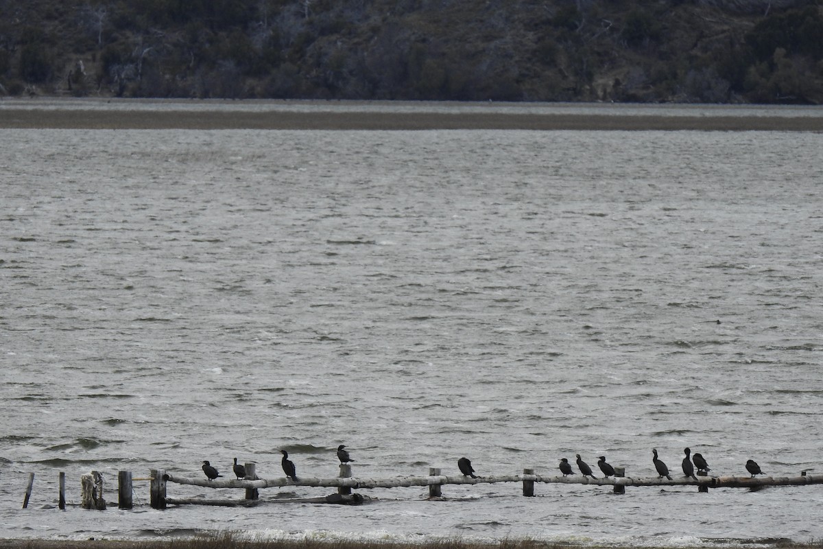 Neotropic Cormorant - ML608075251