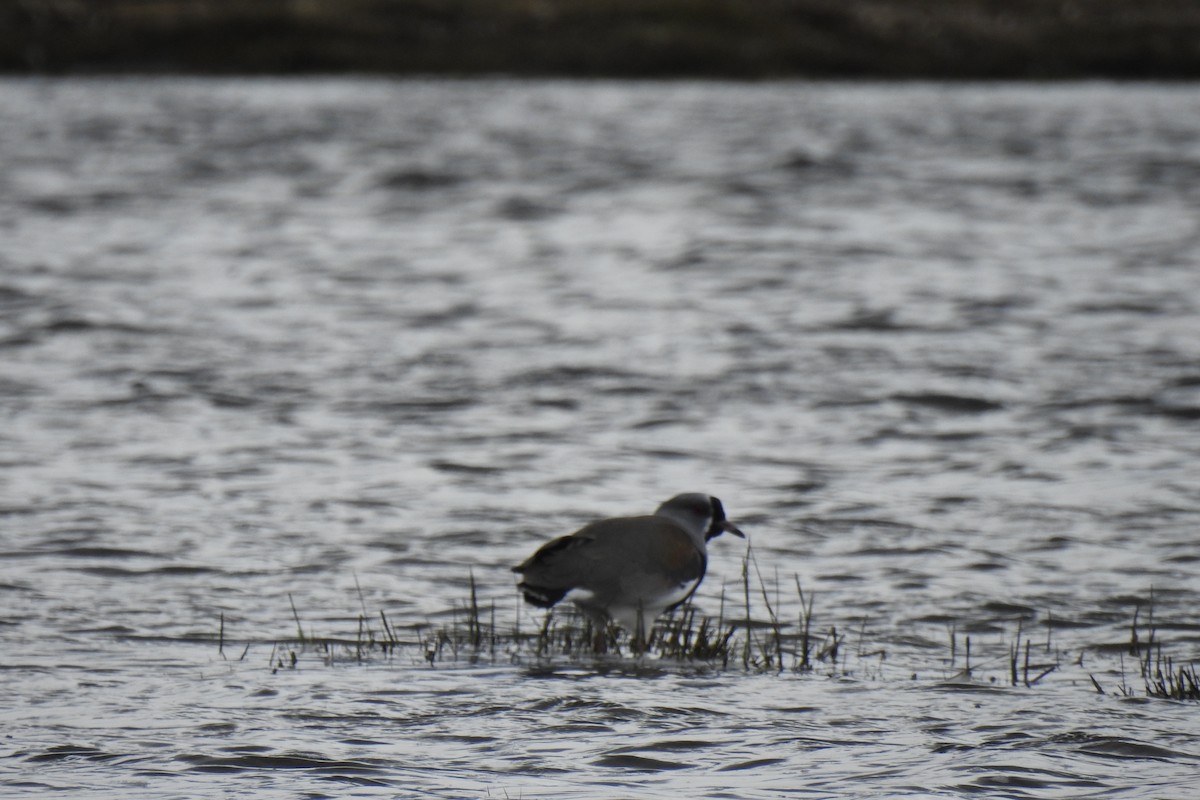 Southern Lapwing - ML608075521