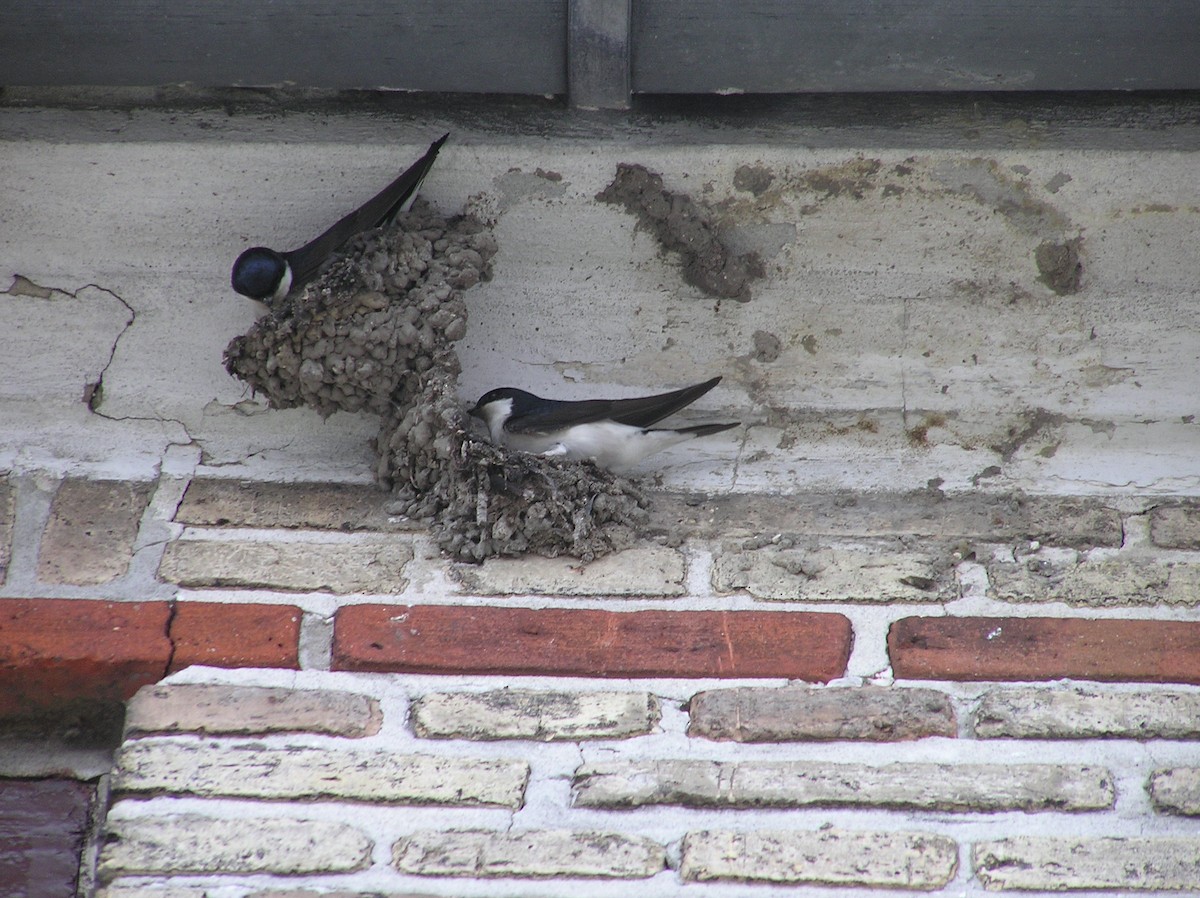 Western House-Martin - ML608075621