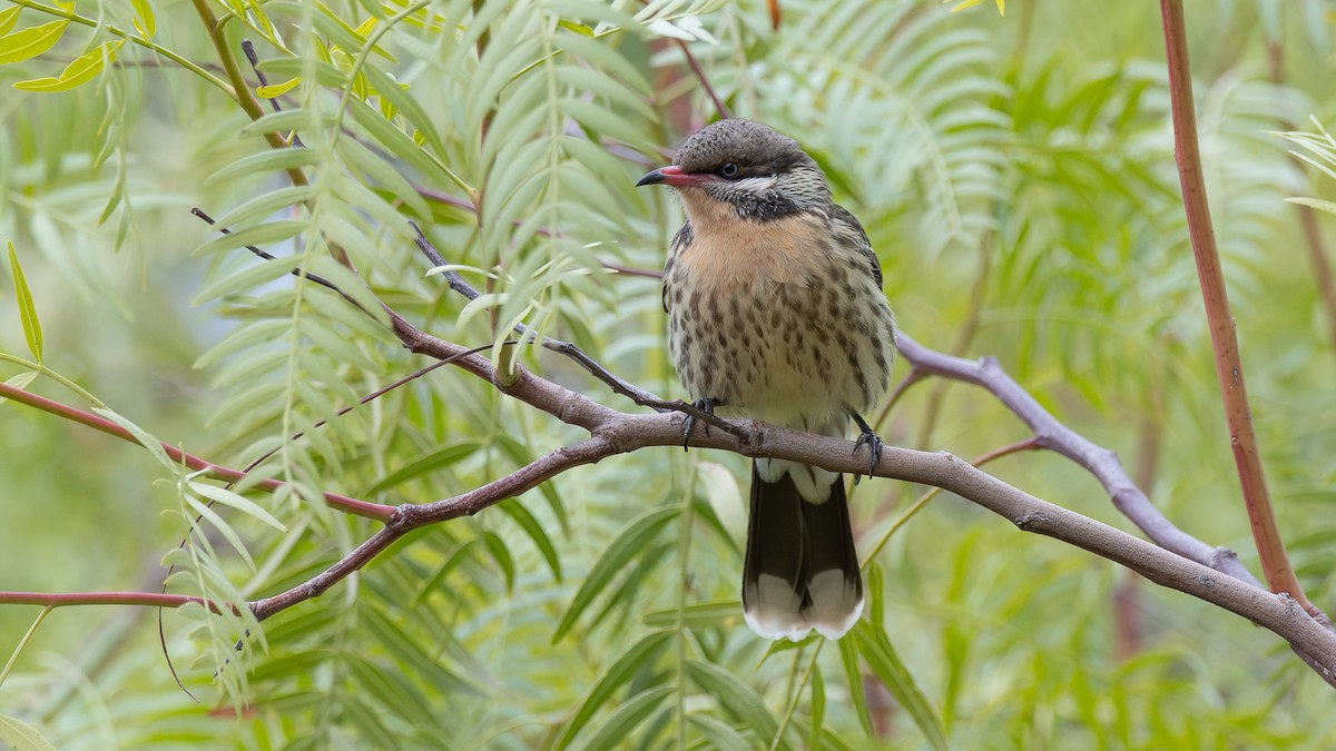 Spiny-cheeked Honeyeater - ML608075751