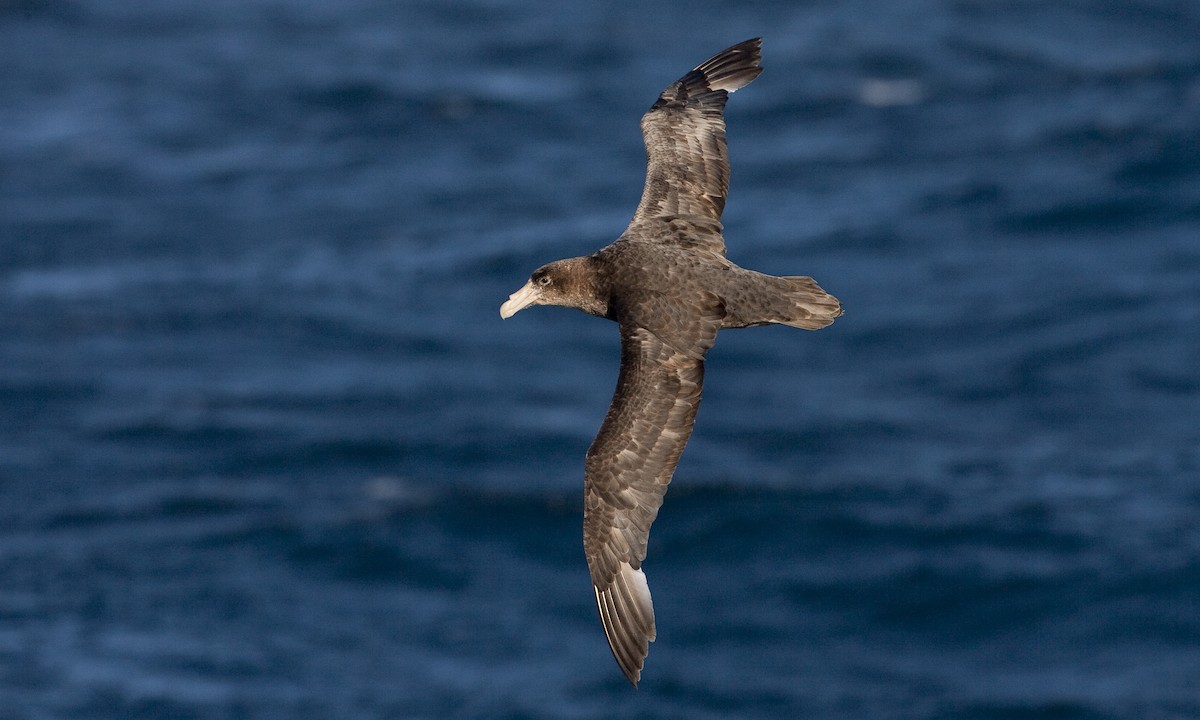 Southern Giant-Petrel - ML60807671