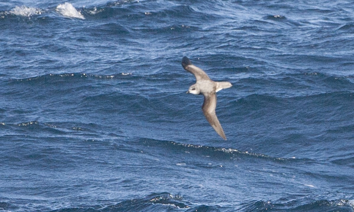 Soft-plumaged Petrel - ML60807761