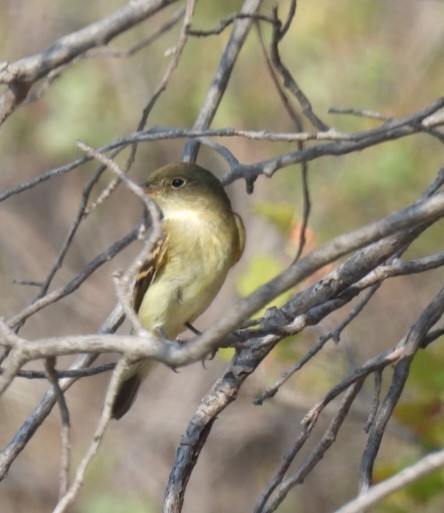 Least Flycatcher - ML608077931