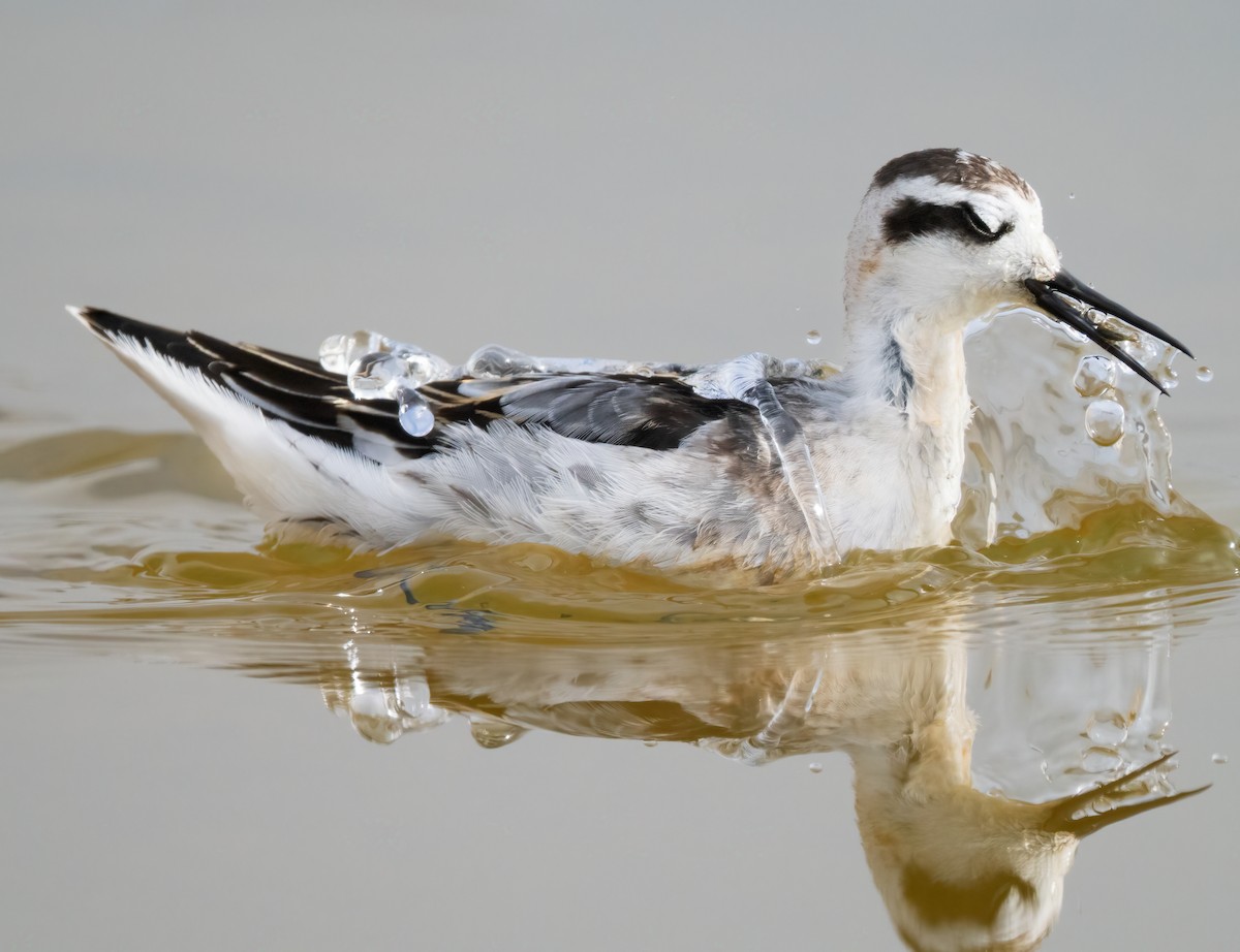 Red-necked Phalarope - Mark Chappell