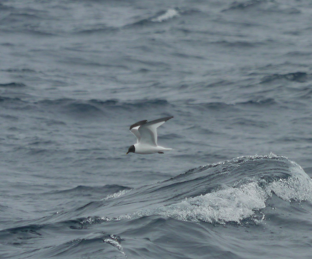 Sabine's Gull - ML608079211