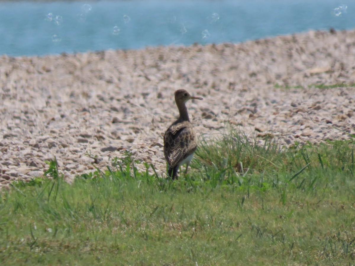 Upland Sandpiper - ML608079491