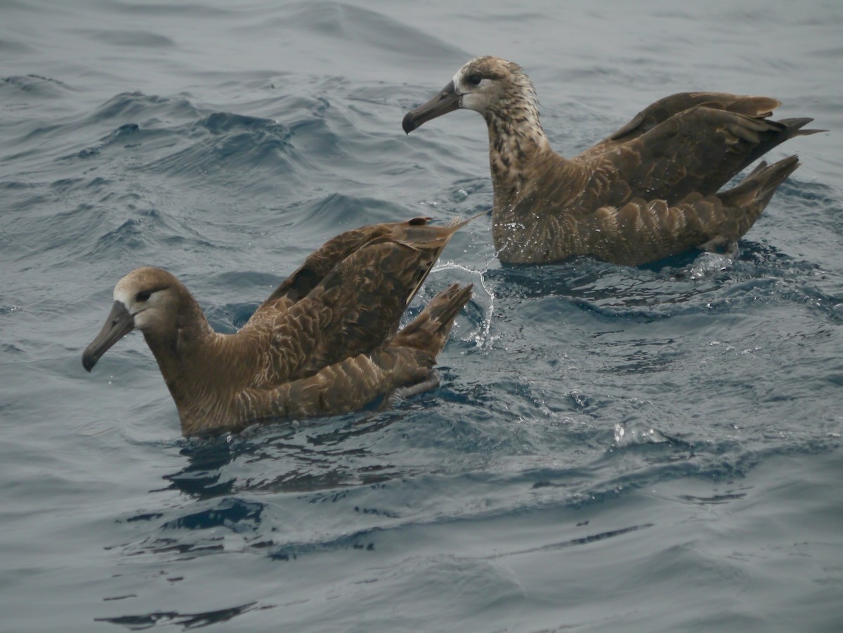 Albatros à pieds noirs - ML608079631