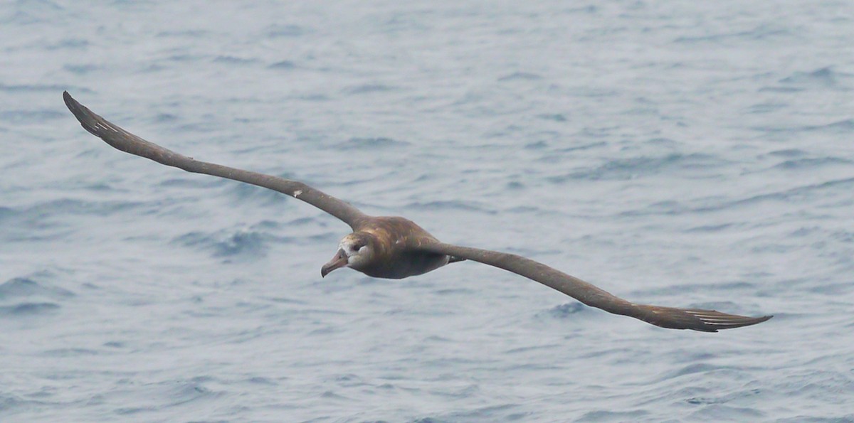 Albatros à pieds noirs - ML608079641