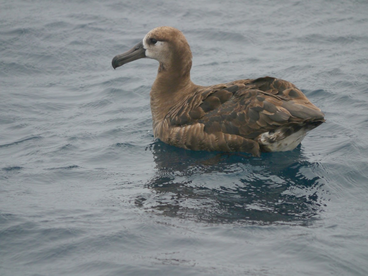 albatros černonohý - ML608079681