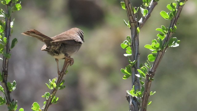 Five-striped Sparrow - ML608079701