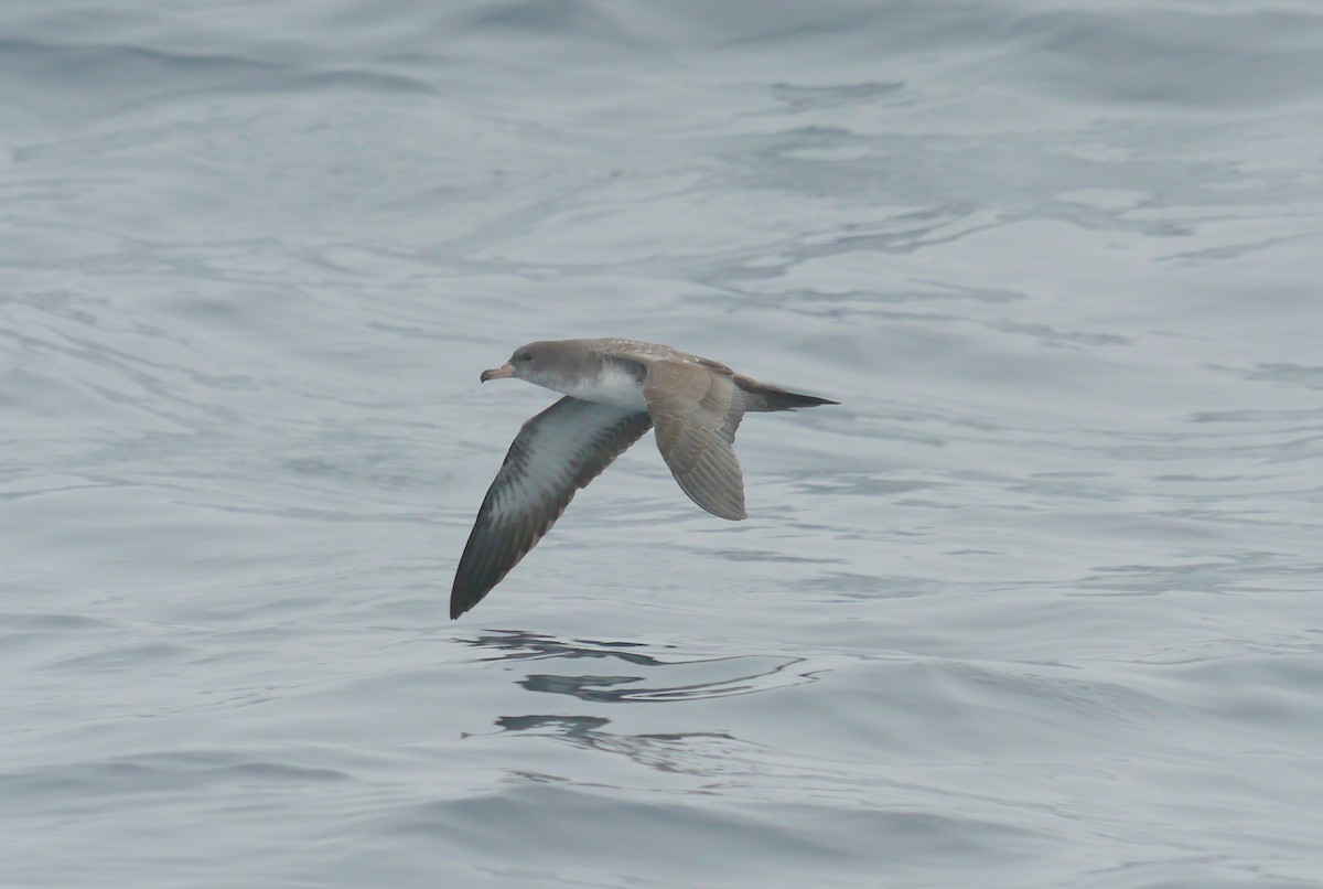 Pink-footed Shearwater - ML608079821