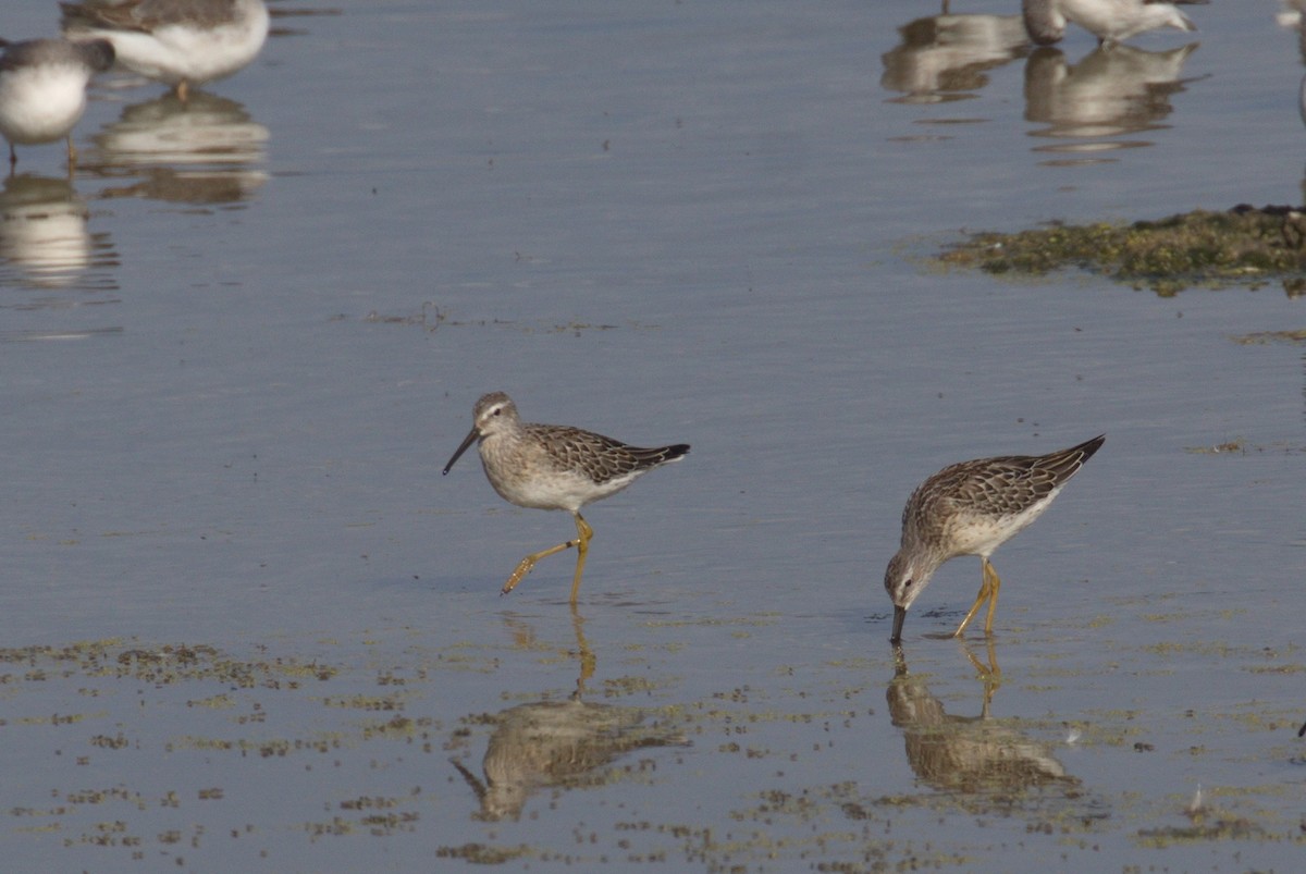 Stilt Sandpiper - ML608080111