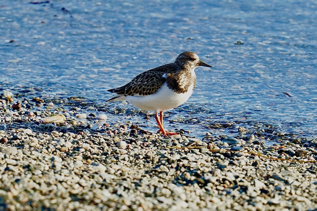 Ruddy Turnstone - ML608080681