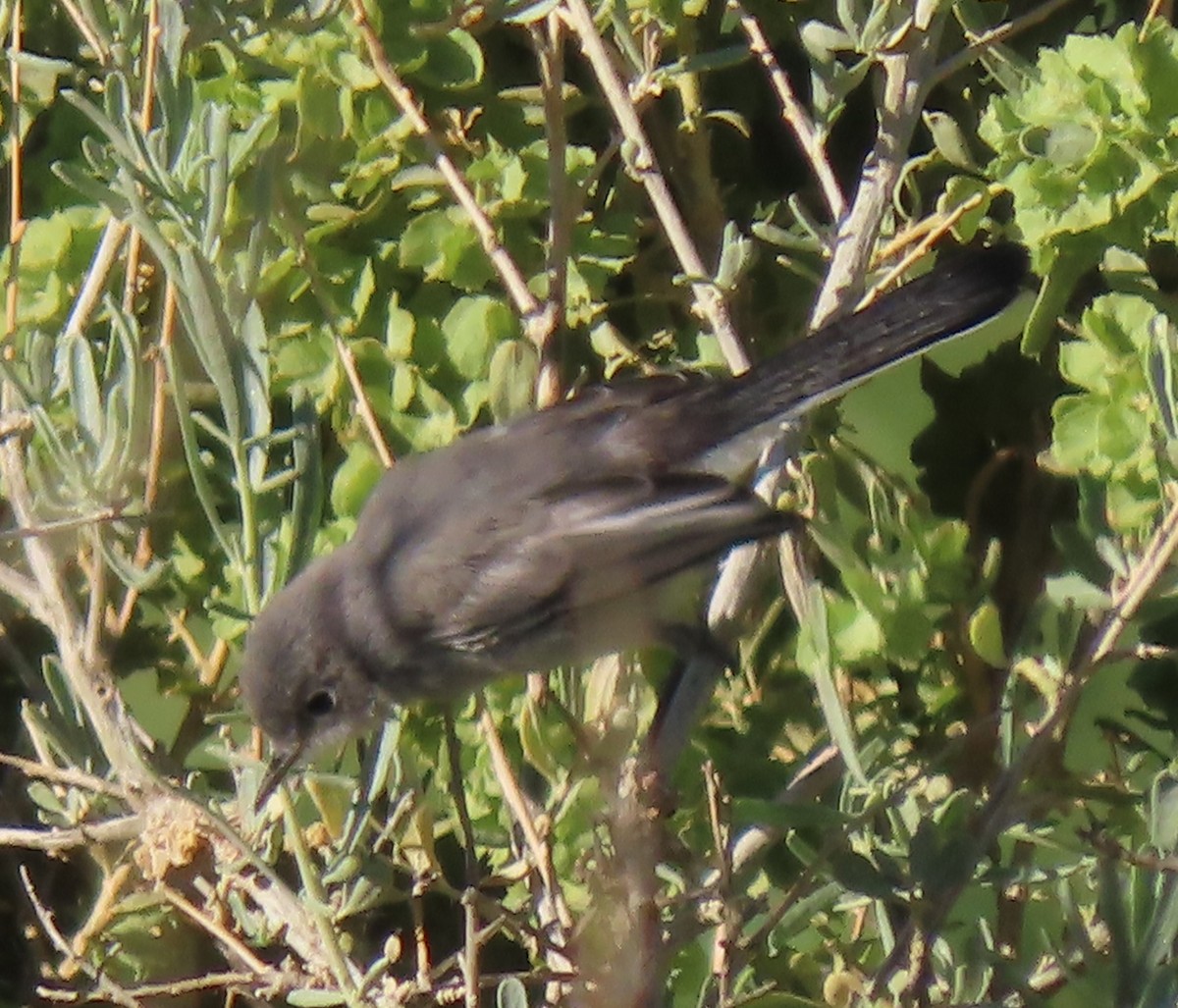 Blue-gray Gnatcatcher - ML608080811