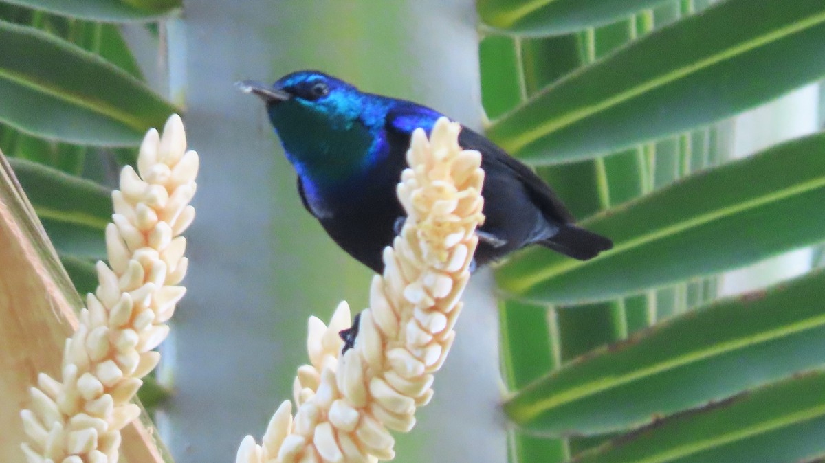 Pemba Sunbird - ML608081221