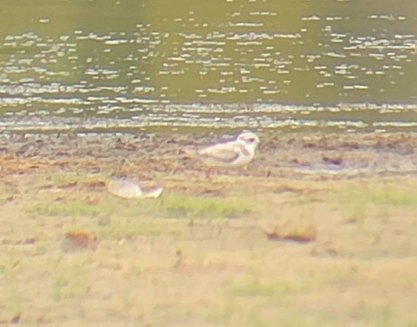 Piping Plover - ML608081541