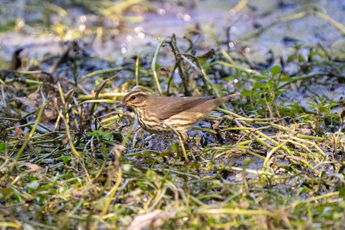 Northern Waterthrush - ML608082001