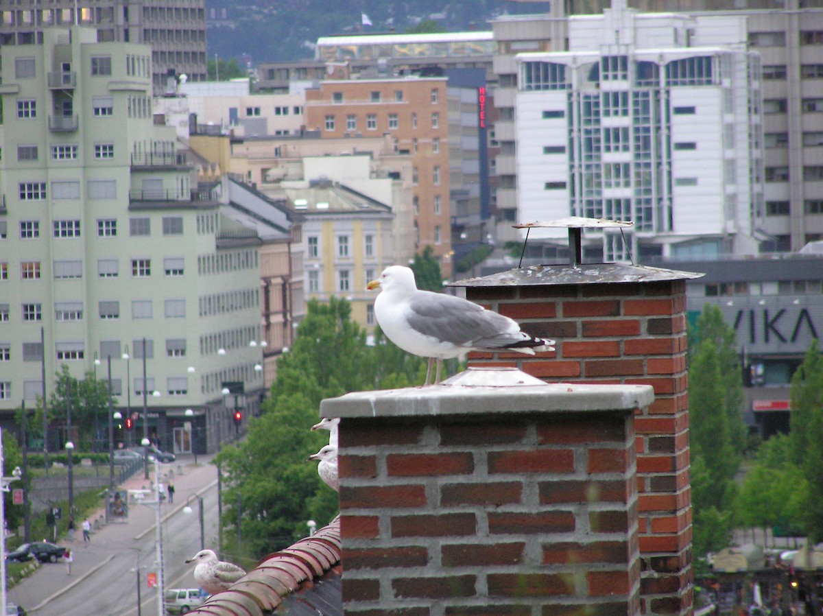 Goéland argenté - ML608082091