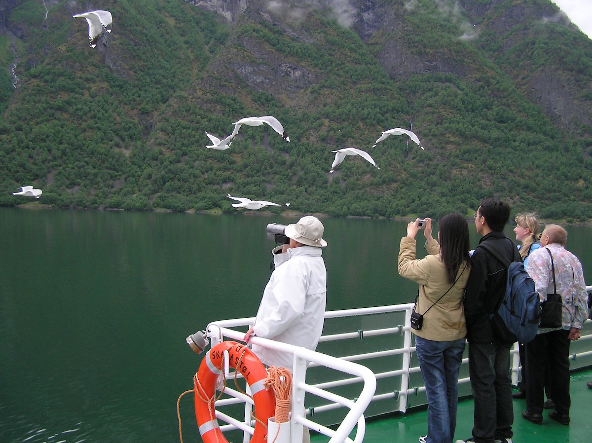 Common Gull - ML608082241