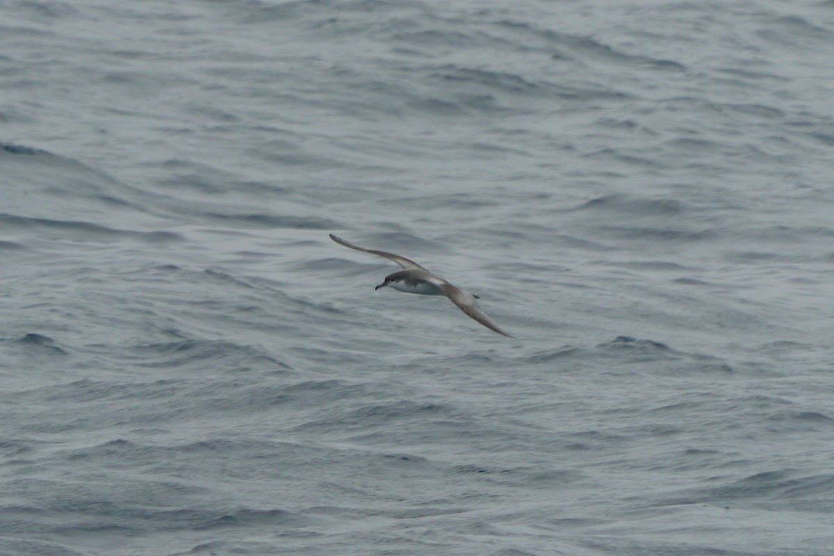 Buller's Shearwater - ML608082501