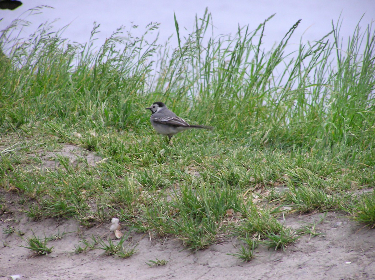 White Wagtail - Cindy Franklin