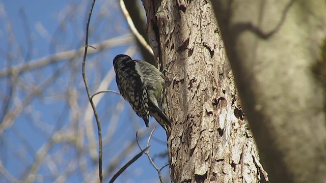 Yellow-bellied Sapsucker - ML608082771