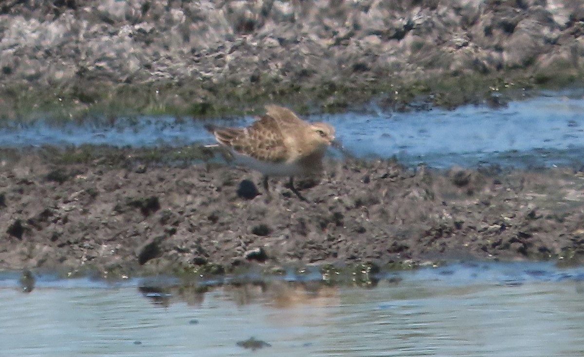 Baird's Sandpiper - Richard Petersen