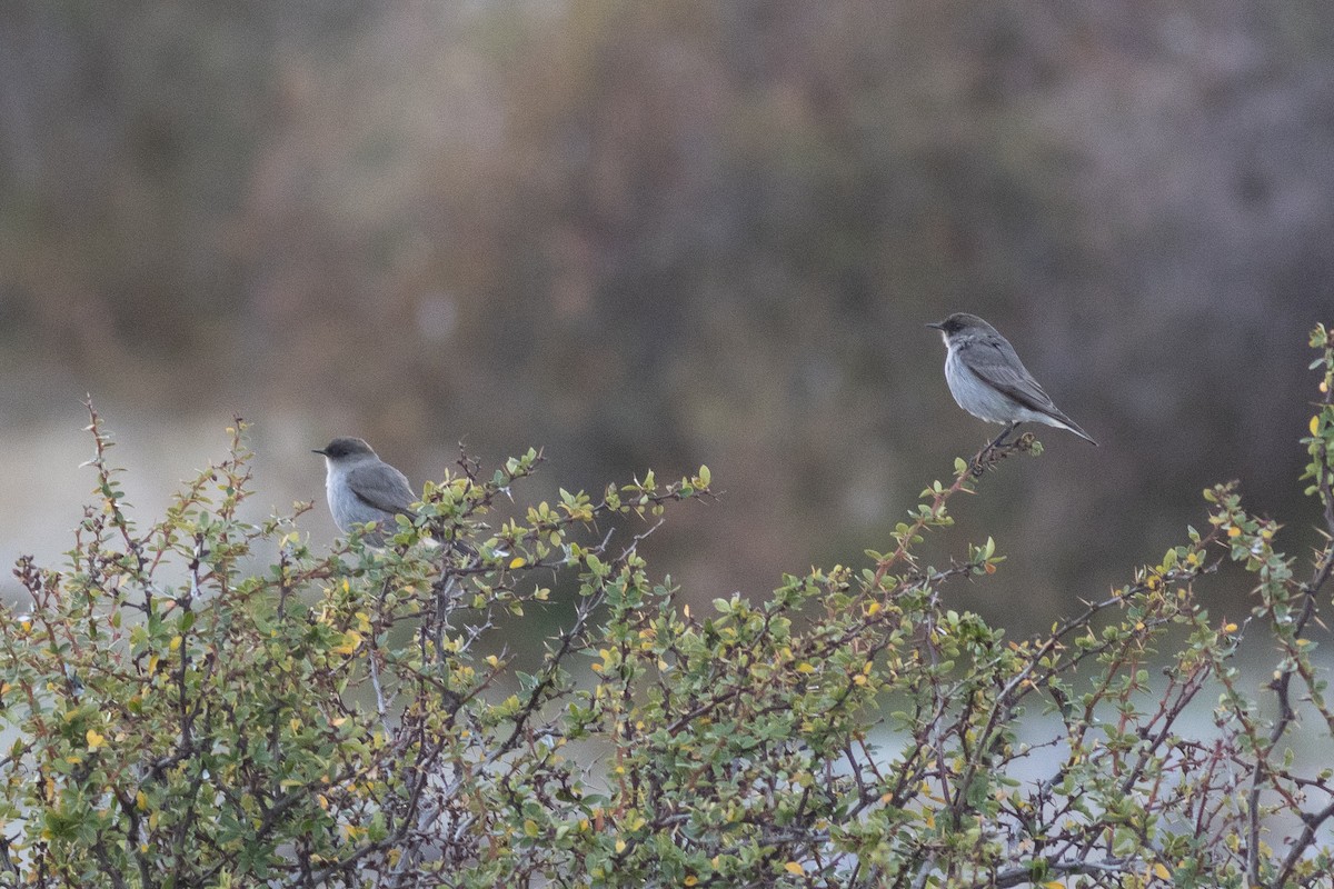 Dark-faced Ground-Tyrant - ML608083281