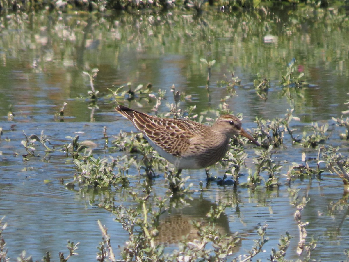 Pectoral Sandpiper - ML608083311