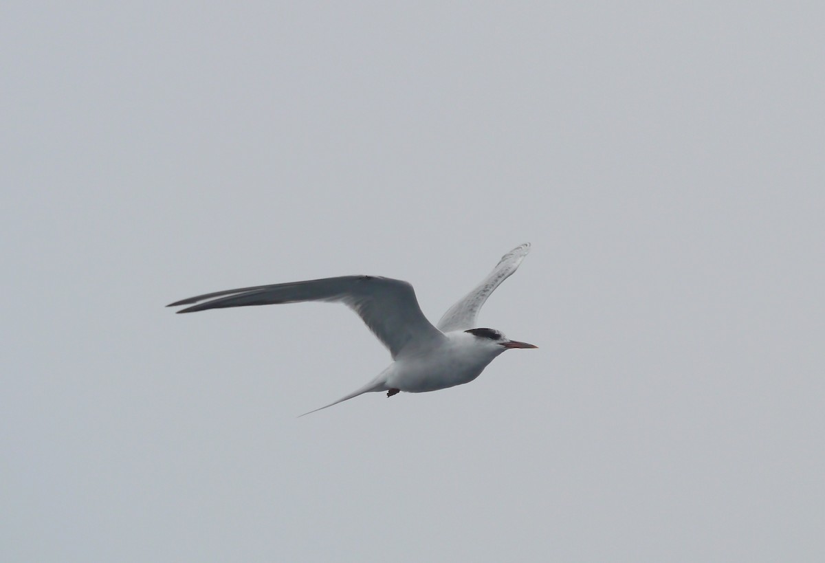 Common Tern - ML608083951