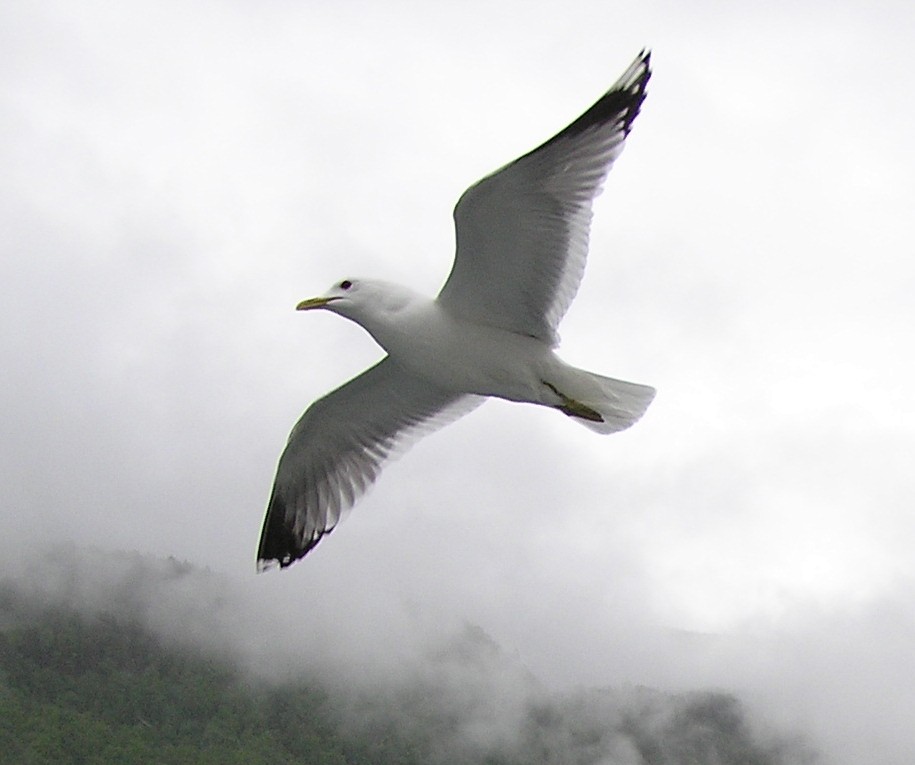 Common Gull - ML608085021