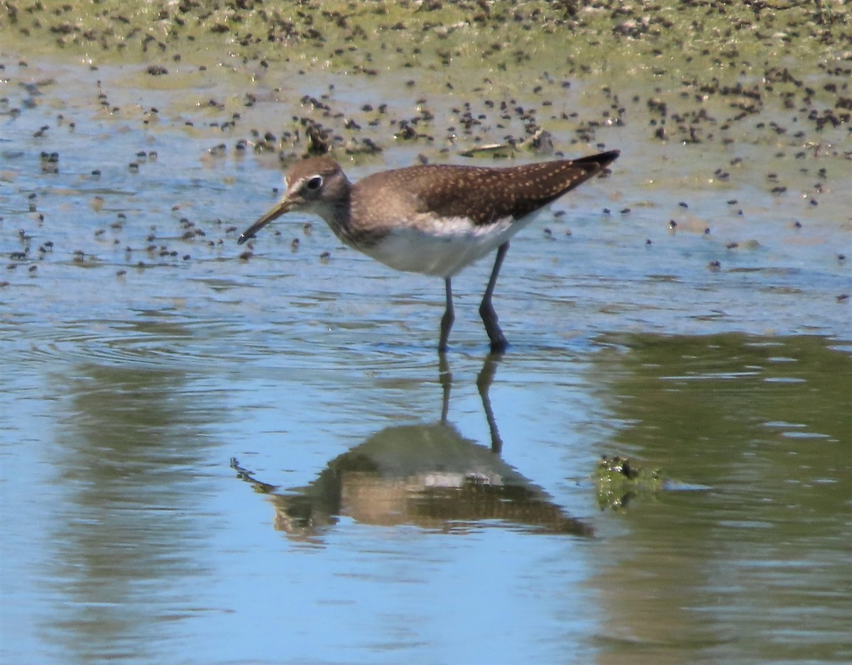 Solitary Sandpiper - Richard Petersen