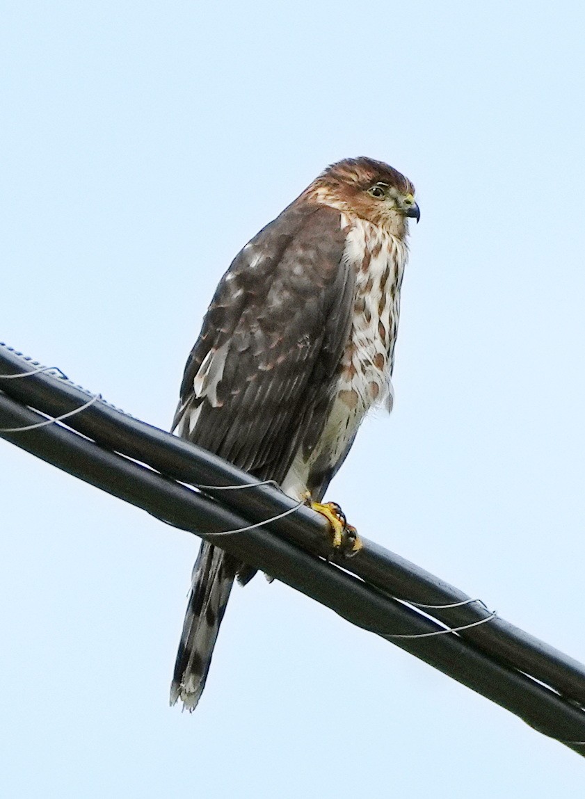 Sharp-shinned Hawk - Rick Snider