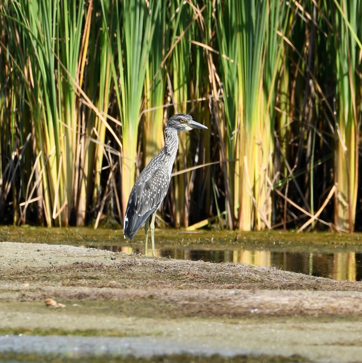 Yellow-crowned Night Heron - Greg Hudson