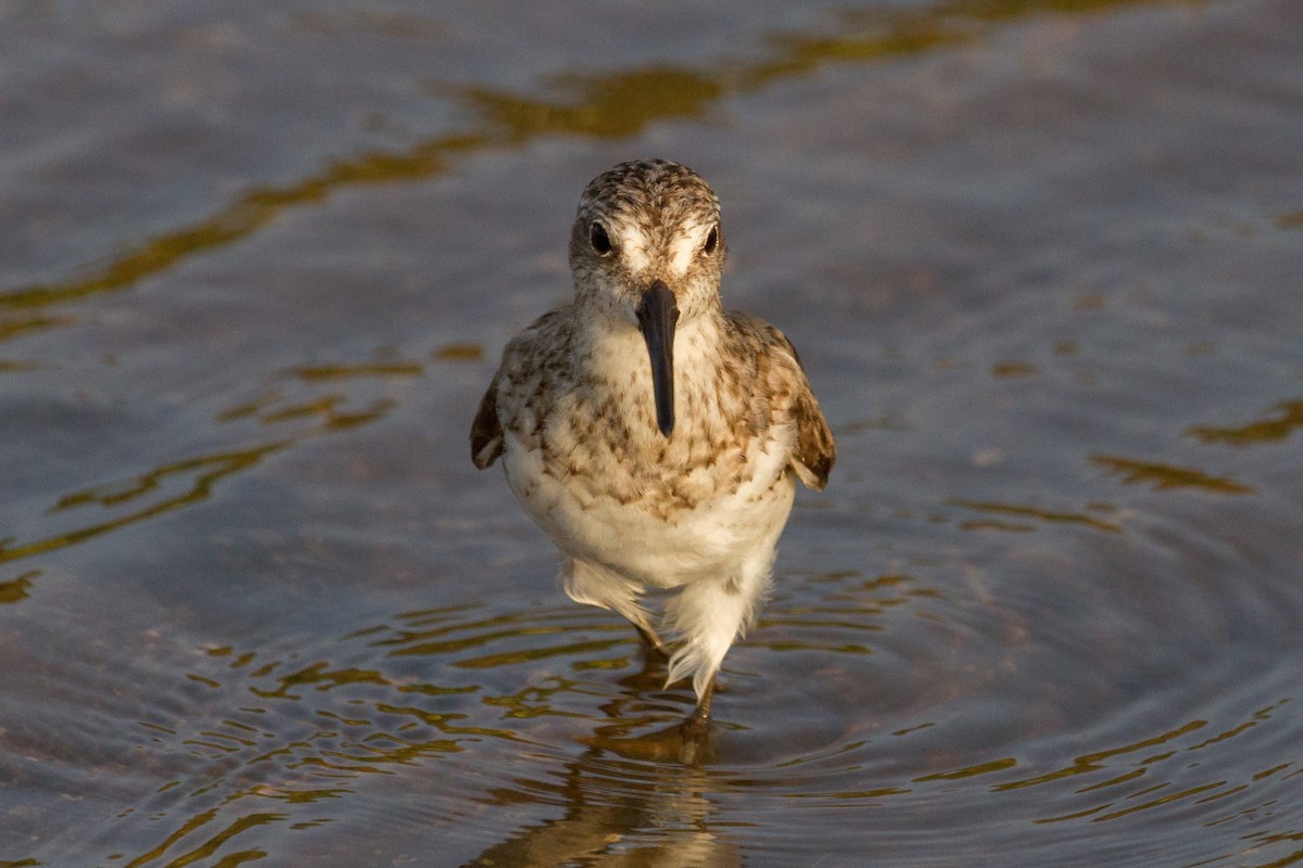 Semipalmated Sandpiper - ML608087461