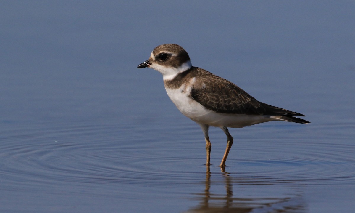 Semipalmated Plover - ML608087631