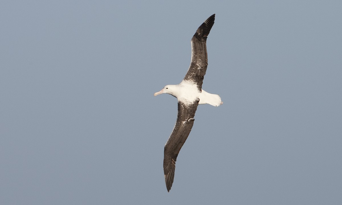 albatros královský - ML60808791