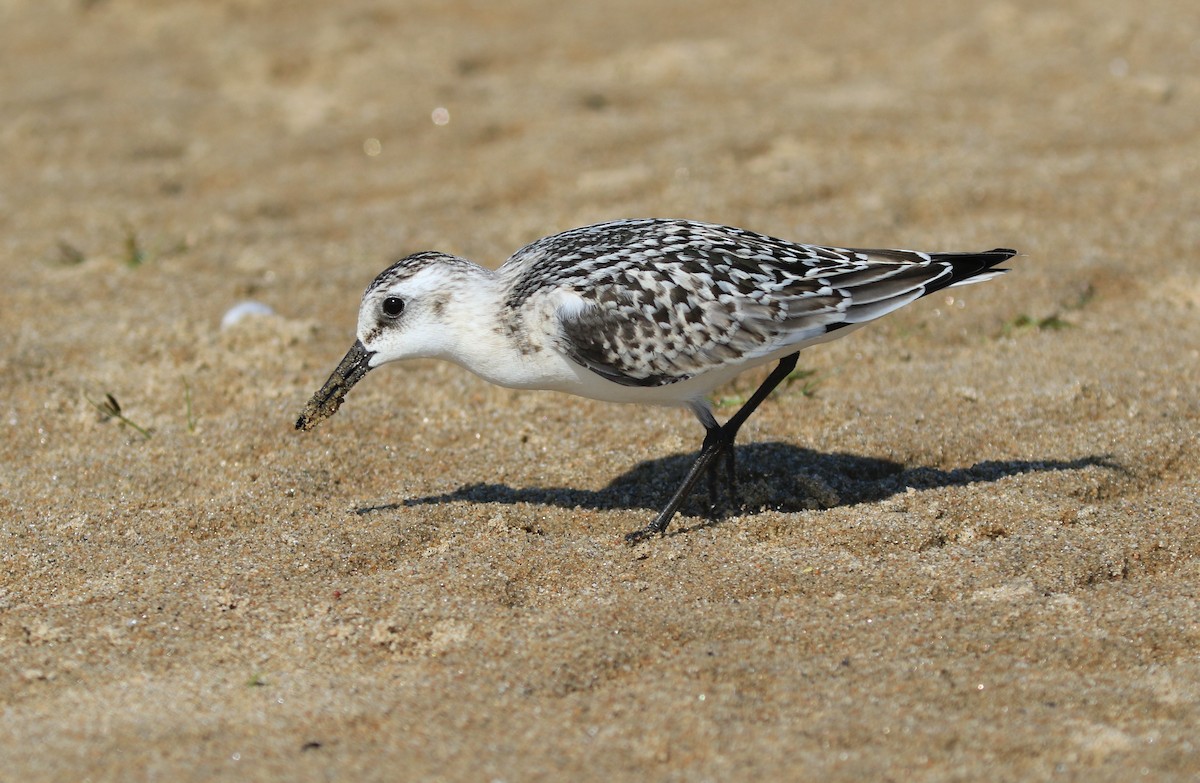 Bécasseau sanderling - ML608087921