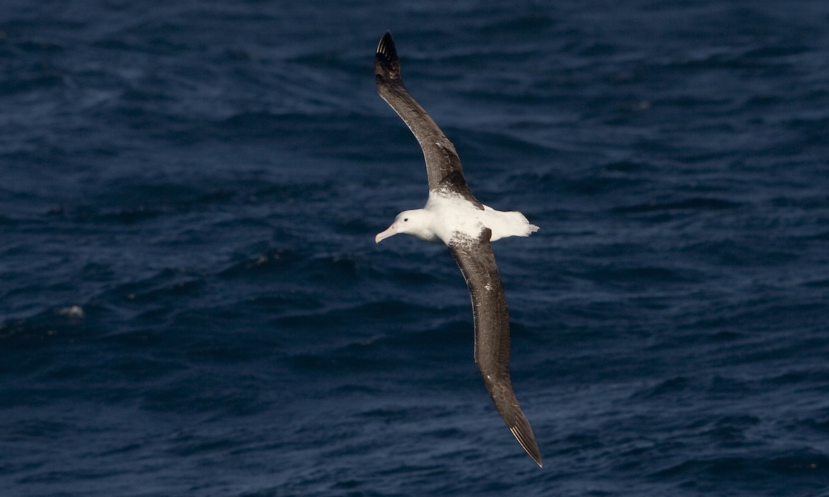 albatros královský - ML60808811