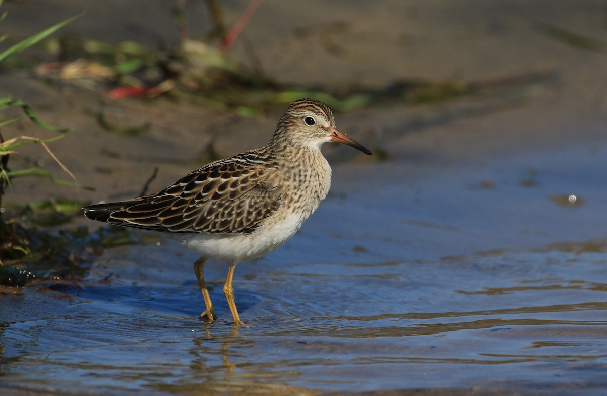 アメリカウズラシギ - ML608088131