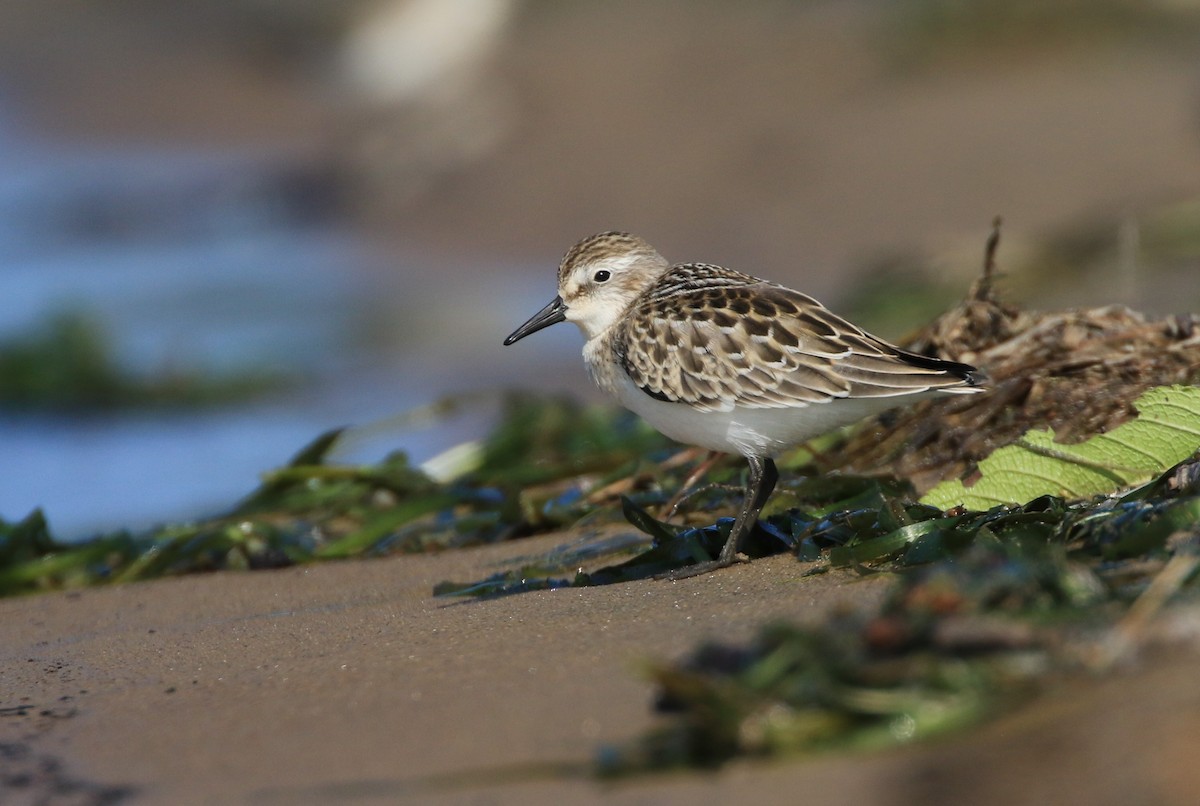 Semipalmated Sandpiper - ML608088141