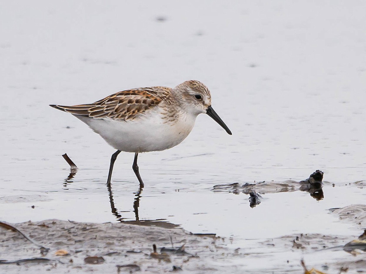 Western Sandpiper - ML608088181