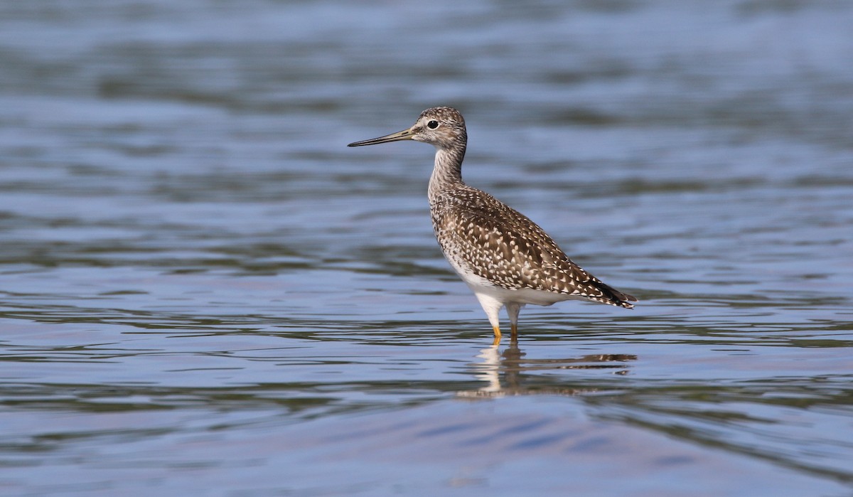 Greater Yellowlegs - ML608088231