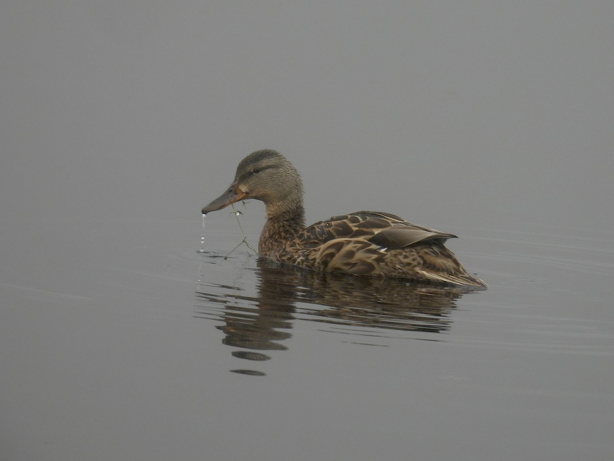 Mallard - Jeanne Tucker