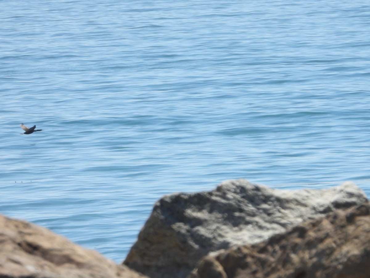 cormorant sp. - ML608089131