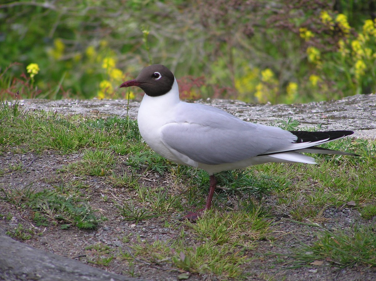 Black-headed Gull - ML608089231