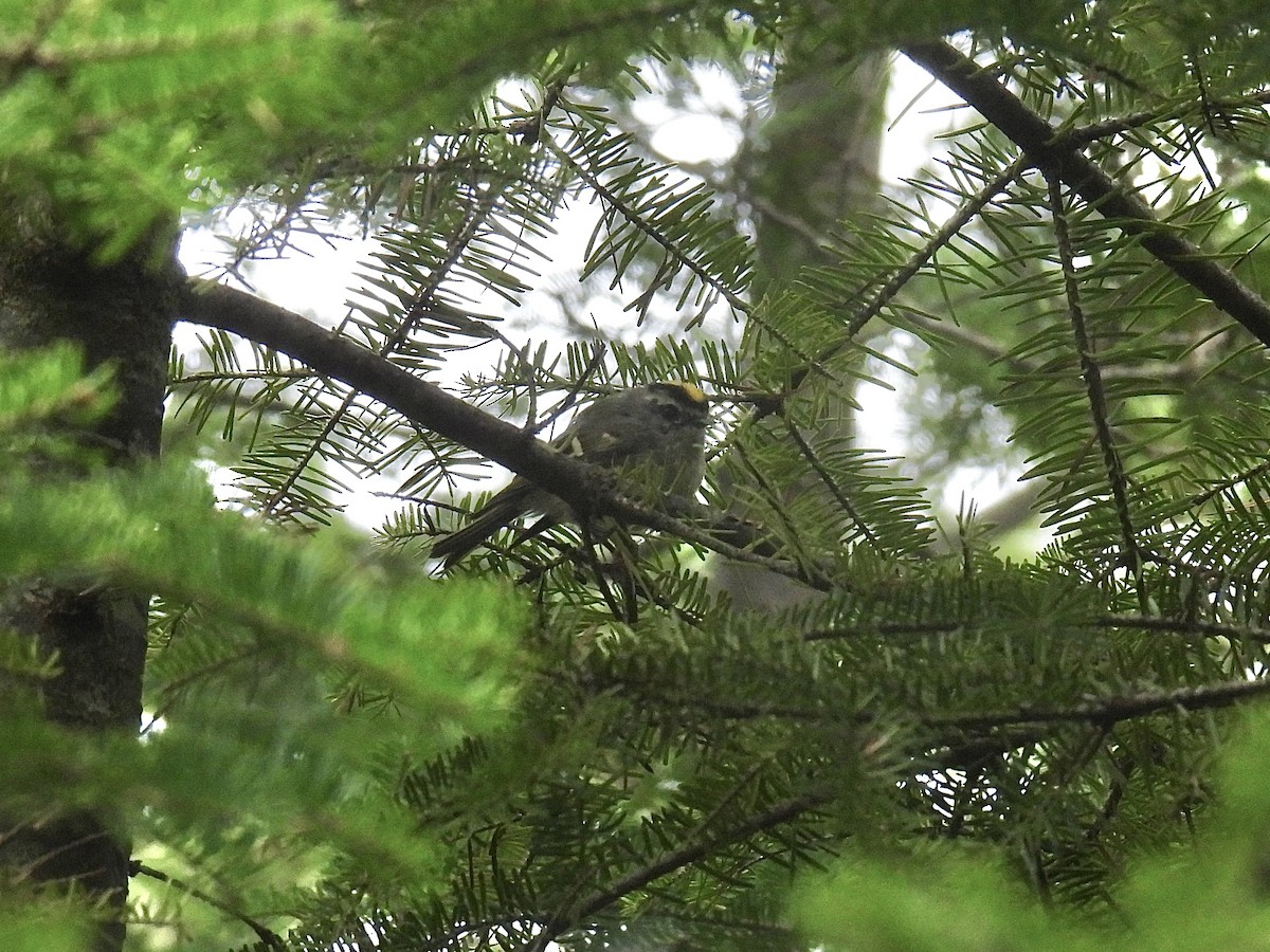 Golden-crowned Kinglet - Jeanne Tucker