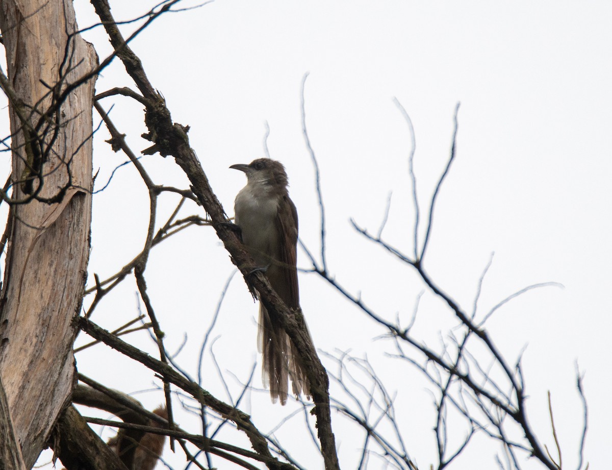 Yellow-billed Cuckoo - ML608089561